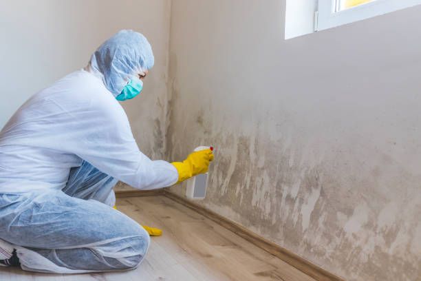 Licensed Mold Remediation service in Honor, MI - WQB Mold Removal