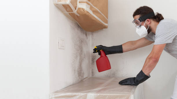Professional Mold Remediation technician working in Honor, MI